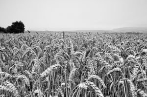 corn field pembrokeshire.jpg